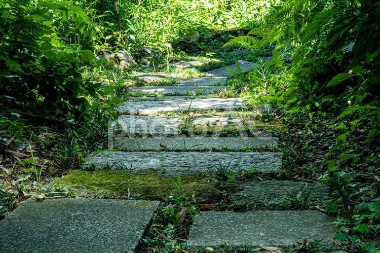 夏の木陰の散歩道 散歩道,飛び石,道路の写真素材