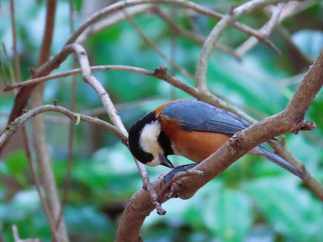 ヤマガラ ヤマガラ ヤマガラ,可愛い,鳥の写真素材