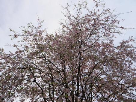 桜のある風景 桜のある風景の写真
