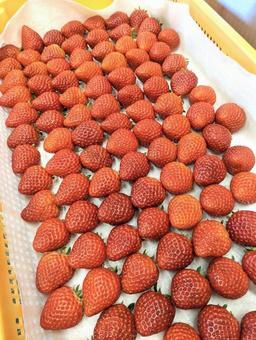 いちご大量 いちご大量の写真