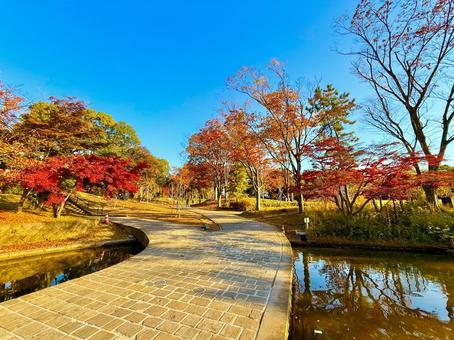 多摩中央公園の紅葉と橋と池 青空,空,ブルースカイの写真素材