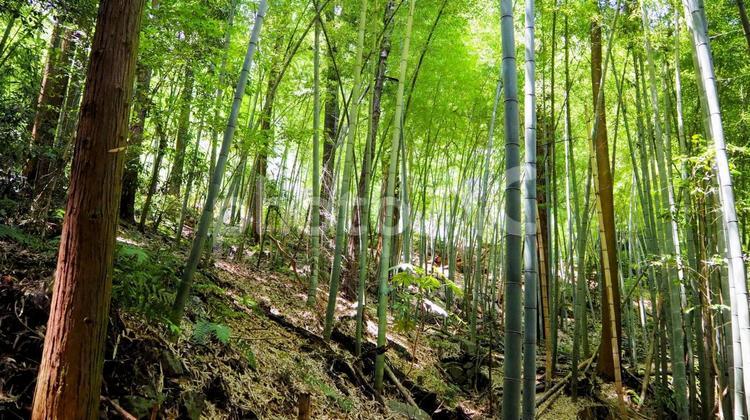 初夏の太平山神社・新緑の竹林（栃木市） 初夏,太平山神社,栃木市の写真素材