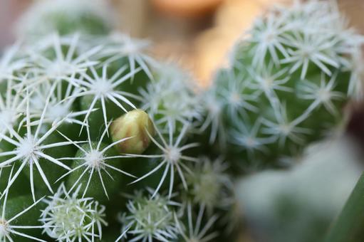 Photo, cactus, thorn, silver temari, 