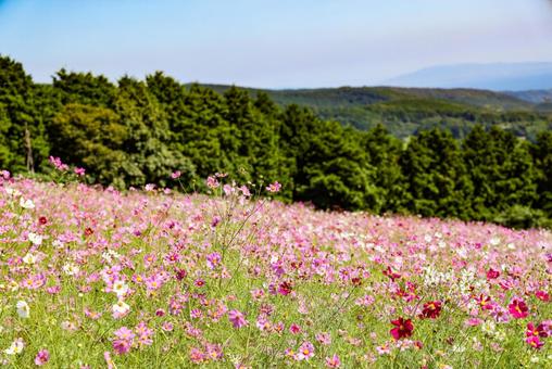 白木峰高原のコスモス 白木峰高原のコスモス コスモス,秋桜,秋桜園の写真素材