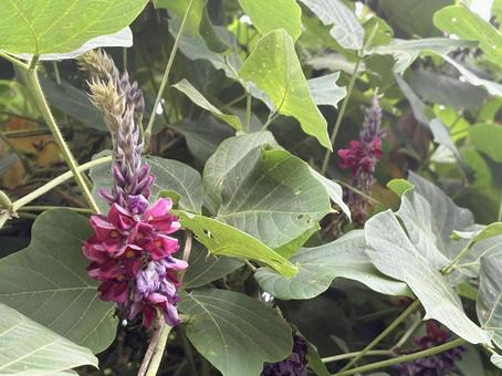 クズの花(葛の花) クズの花(葛の花)の写真