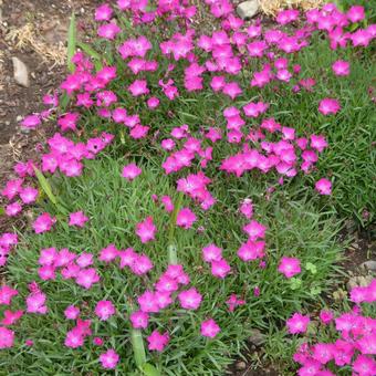 Pink Floret Dianthus Flower, JPG