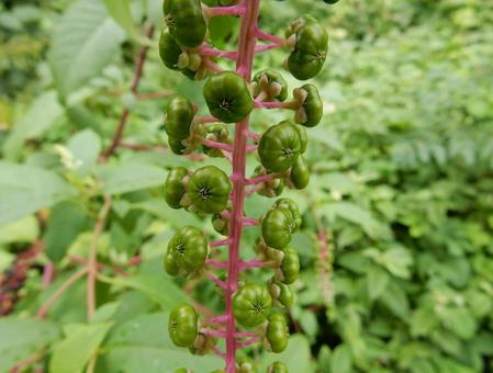 【植物写真】ヨウシュヤマゴボウ 【植物写真】ヨウシュヤマゴボウの写真