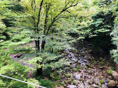 夏の山と川 夏の山と川 山,川,森の写真素材