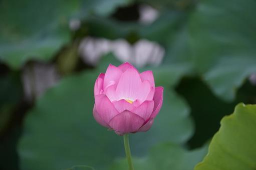 Lotus, JPG