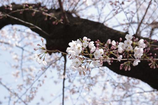 春霞の桜の写真