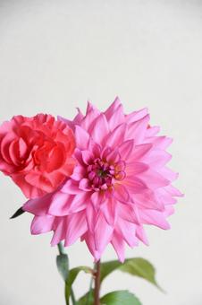ダリアとカーネーション ダリア,カーネーション,ピンクの写真素材