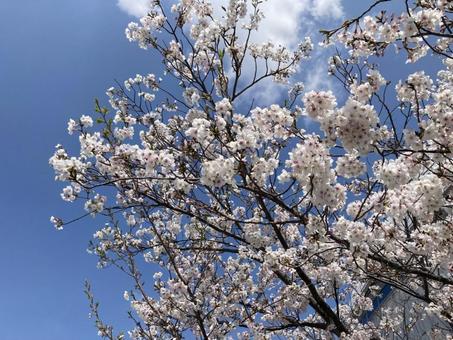 青空と桜02の写真