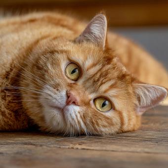 寝転がってこちらを見つめる猫 寝転がってこちらを見つめる猫の写真