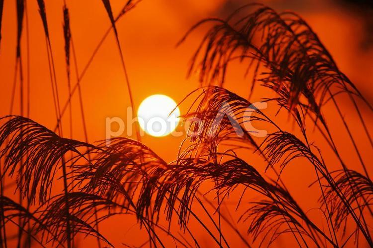 夕焼けのススキ-1 夕日,ススキ,秋の写真素材