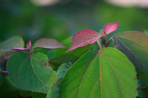 赤い葉っぱ 葉,葉っぱ,植物の写真素材