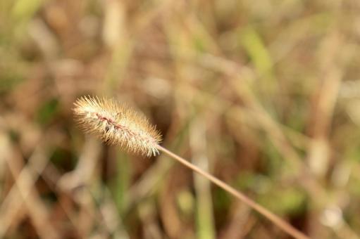 Photo, autumn, brown, landscape, 