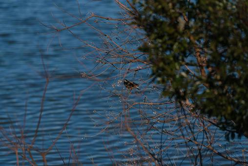 ふとこちらを見るムクドリ ムクドリ,野鳥,鳥の写真素材