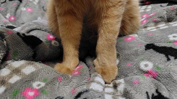 茶トラの足元 猫,茶トラ,catの写真素材