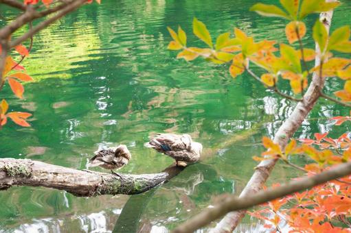 羽を休める鴨の親子 雲場池,軽井沢,鴨の写真素材
