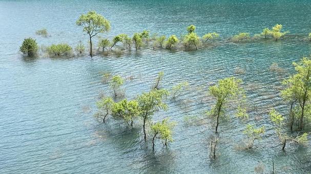 水没林 水没林の写真