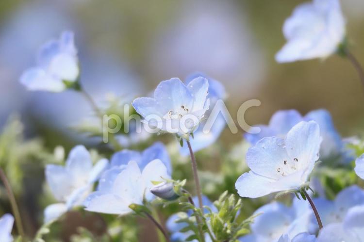 そよかぜとネモフィラ 花,春,ネモフィラの写真素材