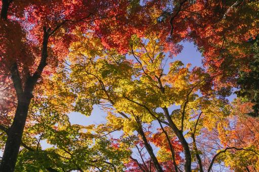 太平山の秋 紅葉,秋,紅葉狩りの写真素材