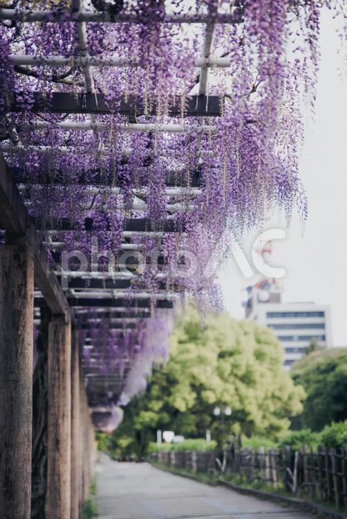 藤の花 藤棚,藤,藤の花の写真素材