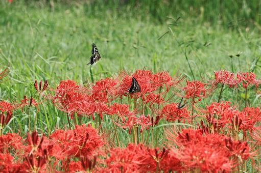 彼岸花と蝶々 彼岸花と蝶々 彼岸花,ヒガンバナ,花畑の写真素材