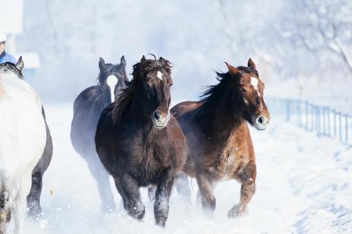 冬に走る馬の群れ 冬に走る馬の群れの写真