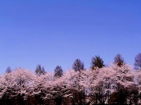 公園の桜並木と青空 公園の桜並木と青空の写真