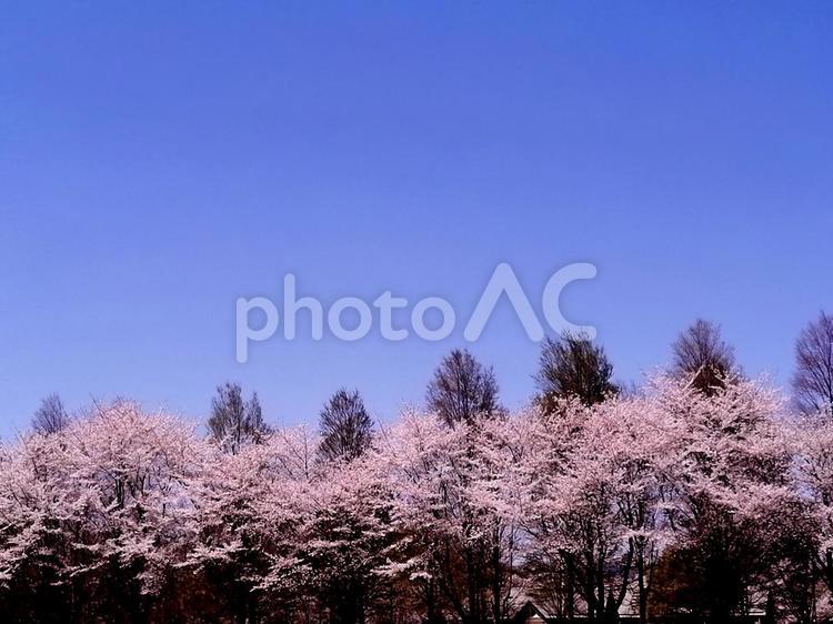 公園の桜並木と青空 公園,桜,桜並木の写真素材