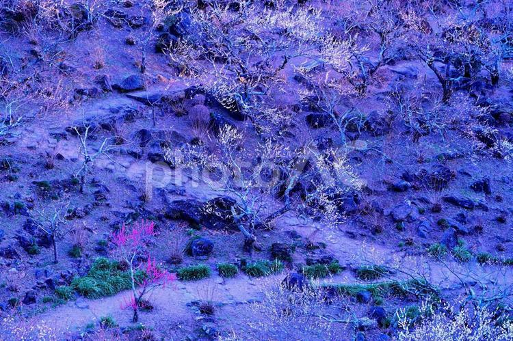 梅の花（筑波山梅まつり） 梅,花,春の写真素材