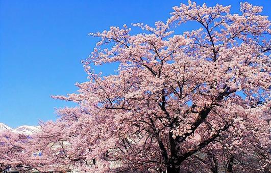 福島の春 花,桜,山の写真素材