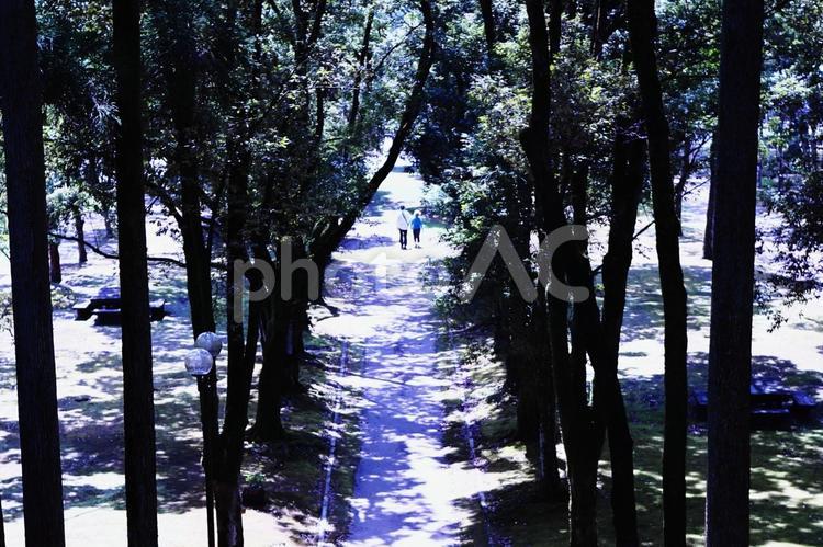 夏の公園と散歩する夫婦 風景,自然,木の写真素材