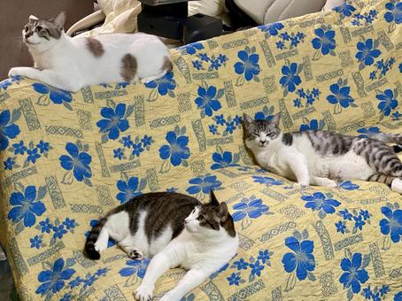 ソファに集まる三匹の猫様 ソファに集まる三匹の猫様 猫,キジシロ,サバシロの写真素材