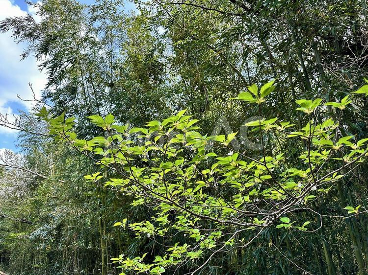 植物　宇久井ビジターセンター　自然観察 公共施設,環境省,吉野熊野国立公園の写真素材