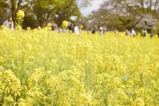 Rape flower field, JPG Rape flower field, JPG
