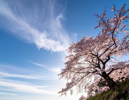 満開の桜の木の写真