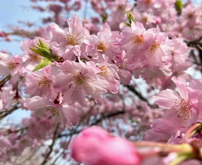 桜 桜の写真