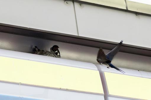 ツバメ(29) ツバメ(29) ツバメ,鳥,野鳥の写真素材