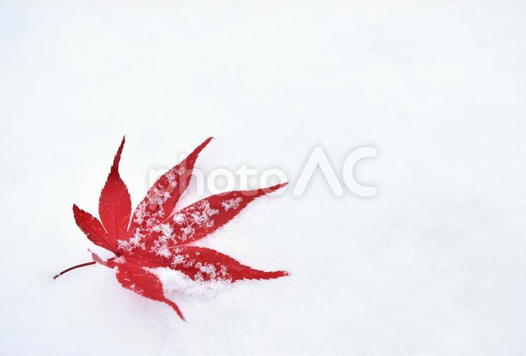 雪　冬　 秋　白　もみじ　紅葉　楓　綺麗　赤 雪,冬,秋の写真素材