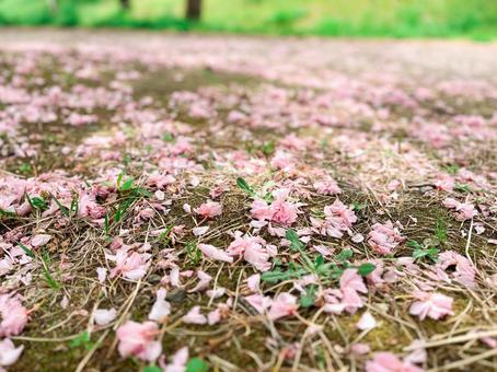 地面に散った桜の花びら 地面に散った桜の花びら 桜,花びら,地面の写真素材