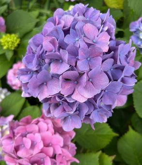 紫の紫陽花 紫の紫陽花の写真