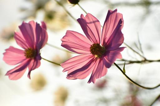 コスモス コスモス,初秋,10月の写真素材