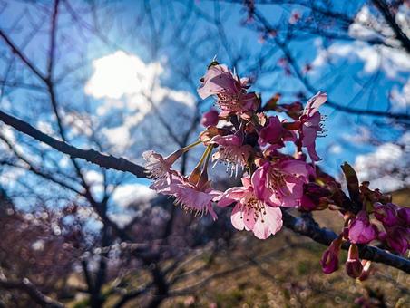 河津桜と太陽と 河津桜と太陽との写真