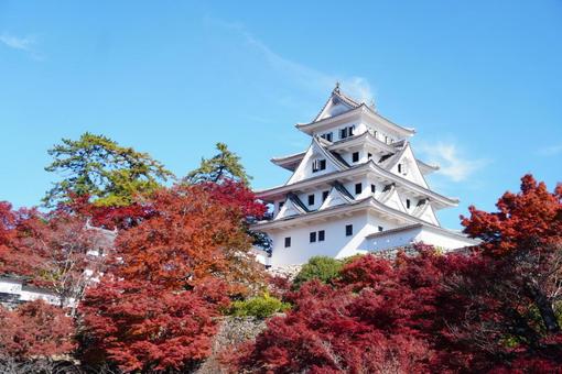 秋の郡上八幡城 秋,紅葉,城の写真素材