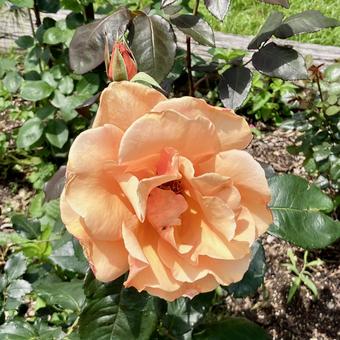  花★薔薇（バラ　ブランデー）の写真