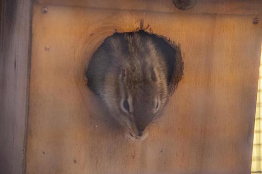 東京 リスの写真