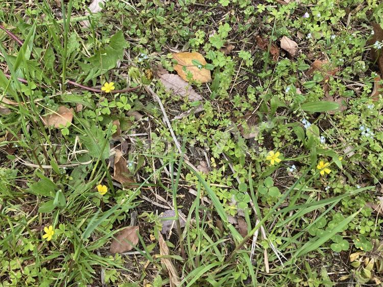 野原と小さい花たち 野原,たんぽぽ,公園の写真素材