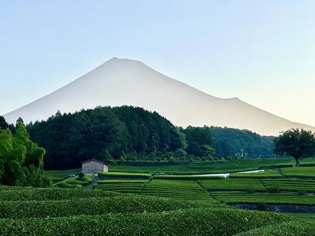 夏の茶畑と富士山 夏の茶畑と富士山 富士山,茶畑,お茶の写真素材